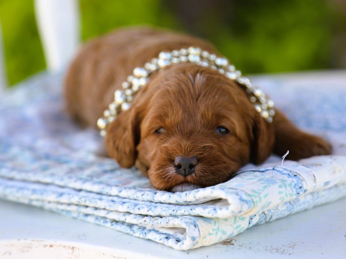 Lenny (4).JPG