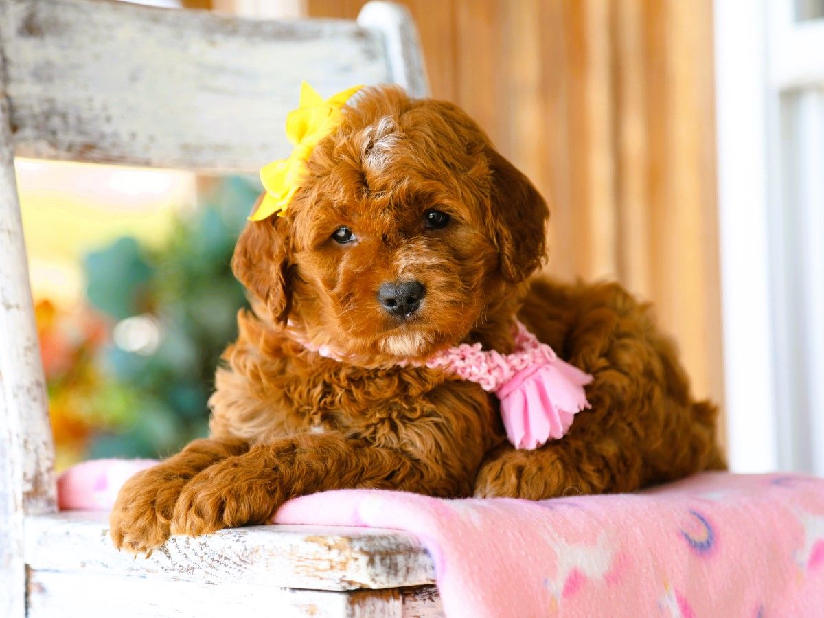  Pumpkin • click to meet