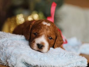 Zinnia • click to meet