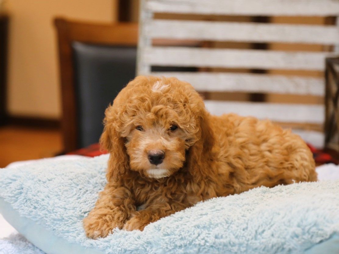 olly (3).JPG