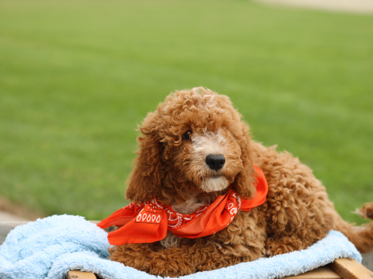 Peyton (1).png