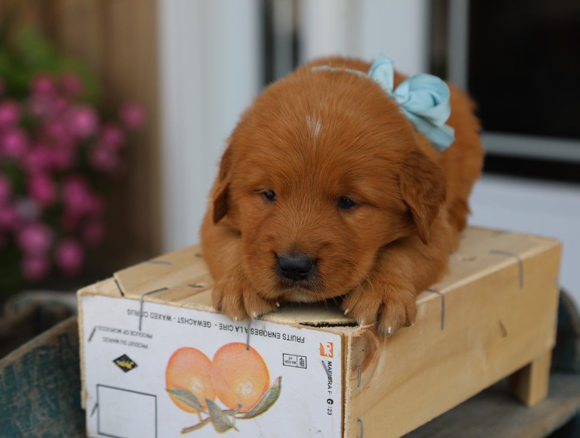 obie (2).JPG