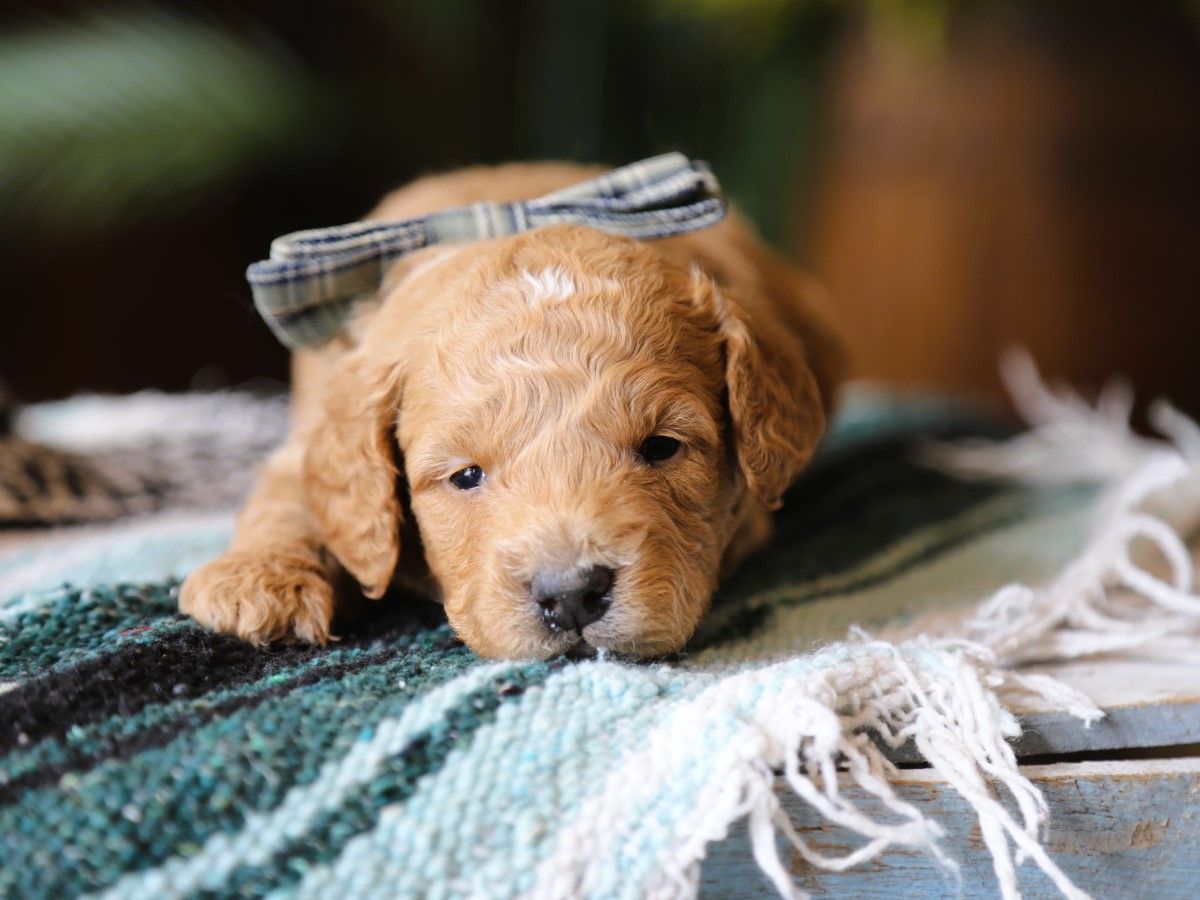 harry (2).JPG