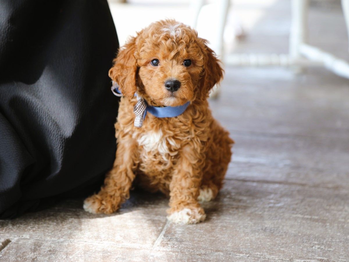 scooby (4).JPG