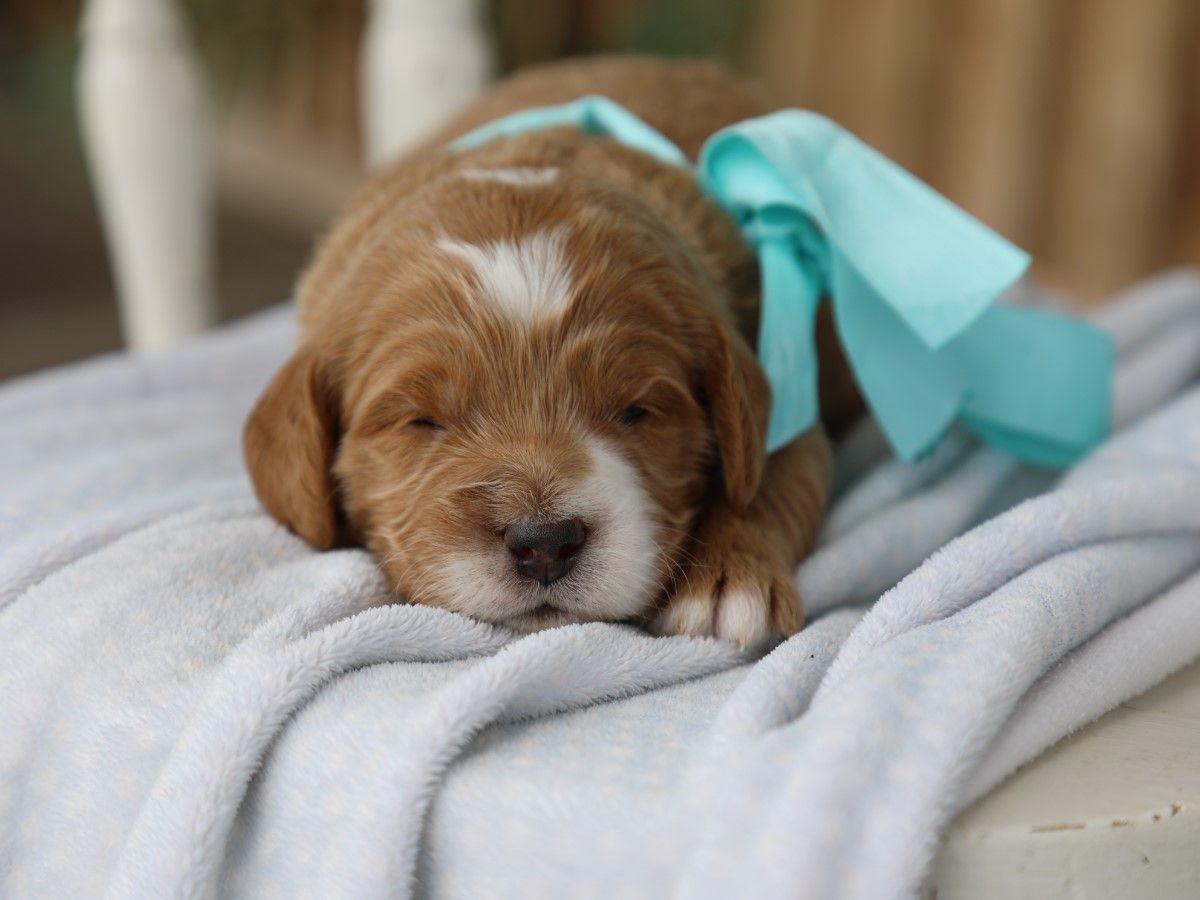 Baxter (1).JPG