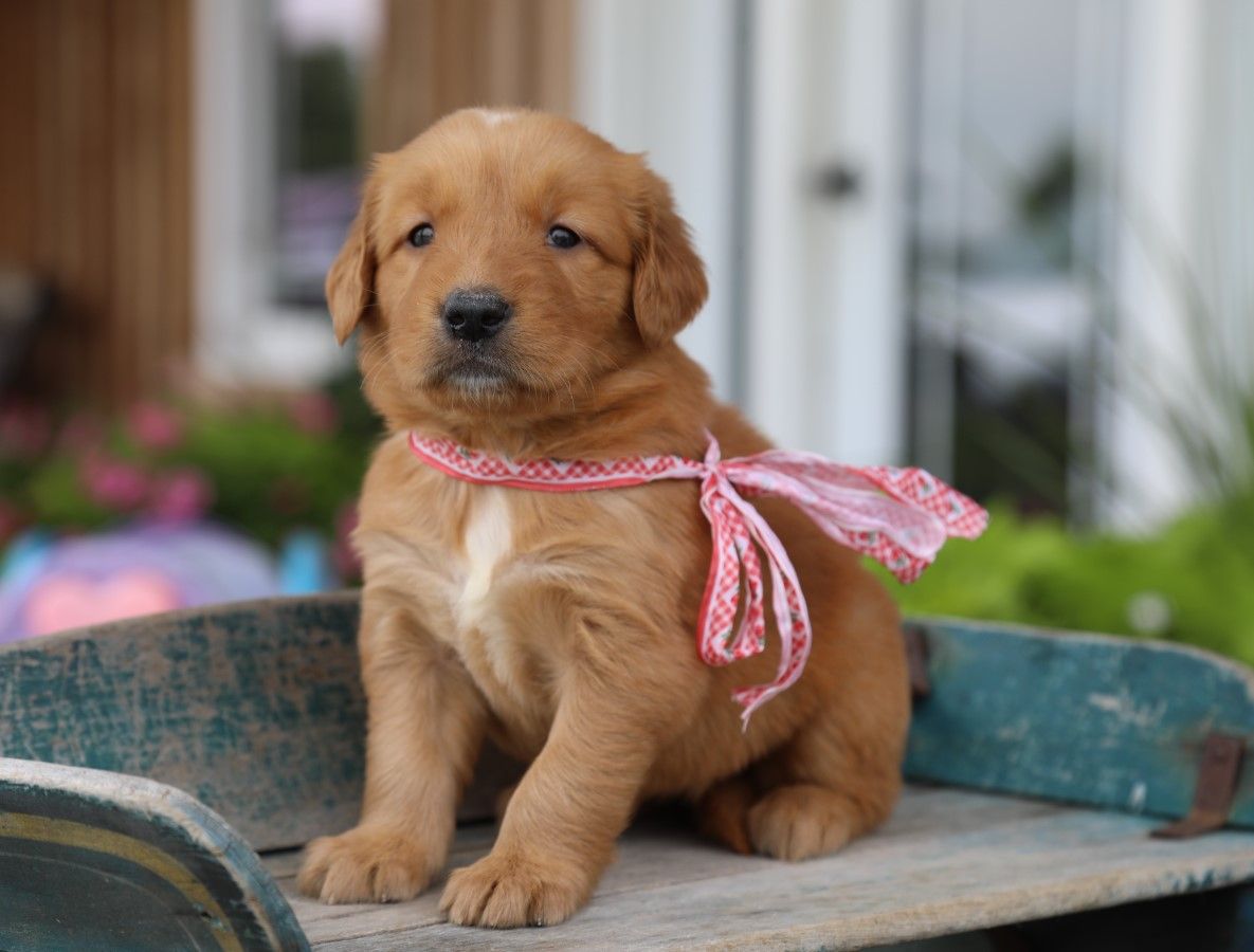 Stella  • Click to meet