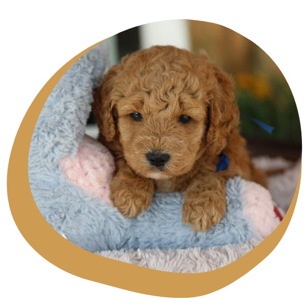Mini Goldendoodle - Image 4.png