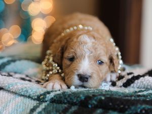 Mittens • click to meet