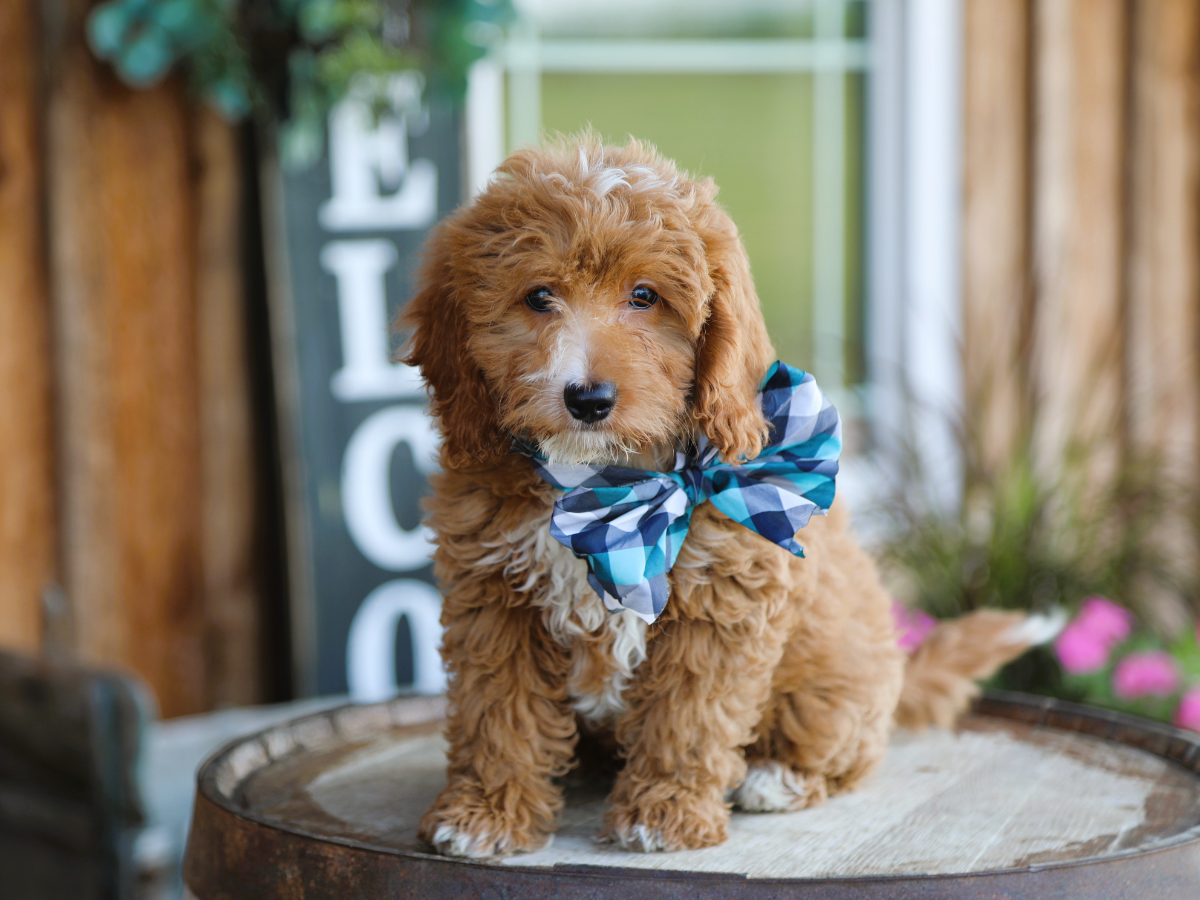 Truffle (1).png