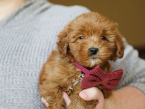  Moriah • click to meet