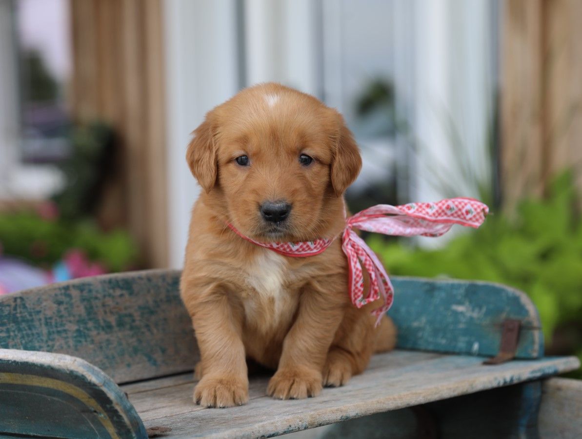stella (2).JPG