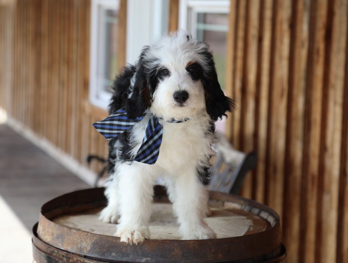  Palmer - click to meet