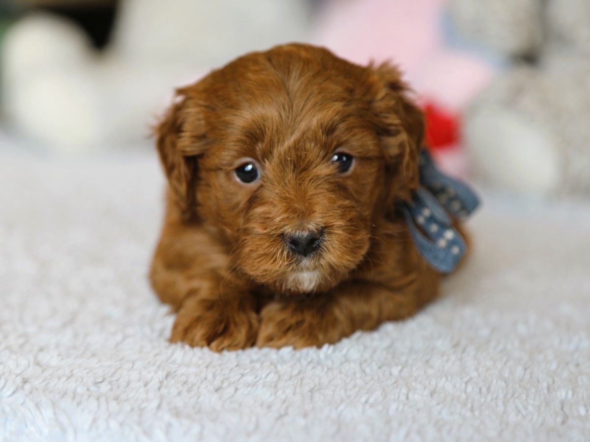 Prince (1).JPG