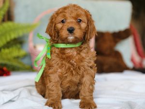 Nitro • click to meet