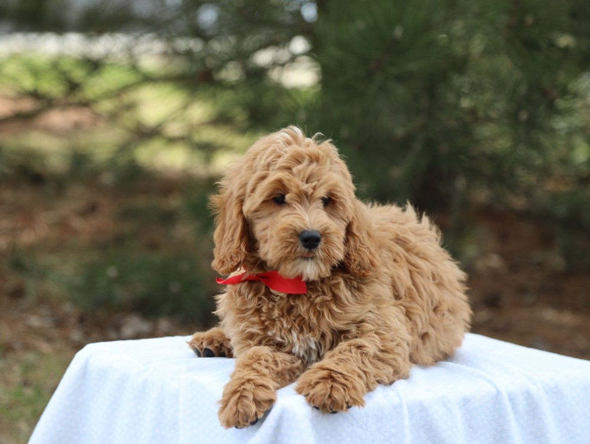 Dudley (3).JPG