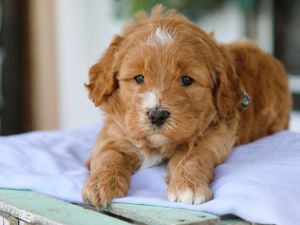  Ripley • click to meet