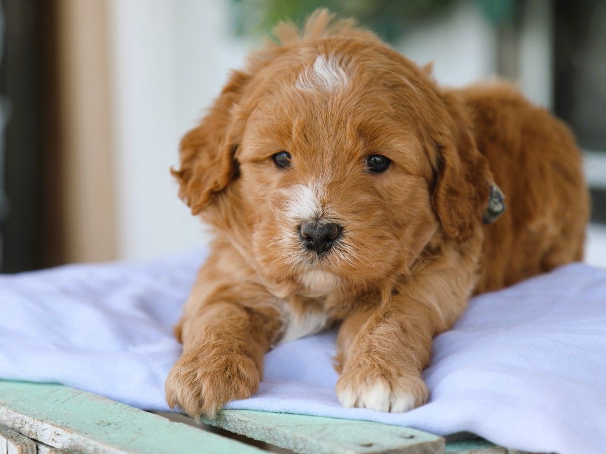  Ripley • click to meet