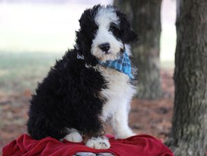  Ranger - click to meet
