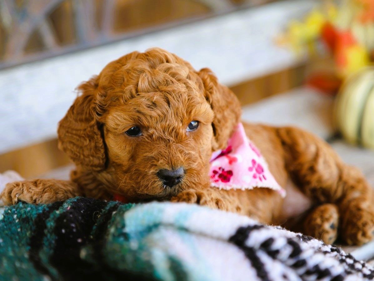 Scarlett • click to meet