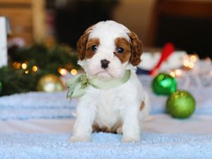 Tucker • click to meet