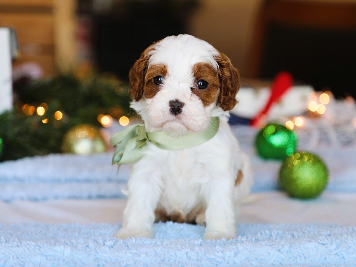 Tucker • click to meet