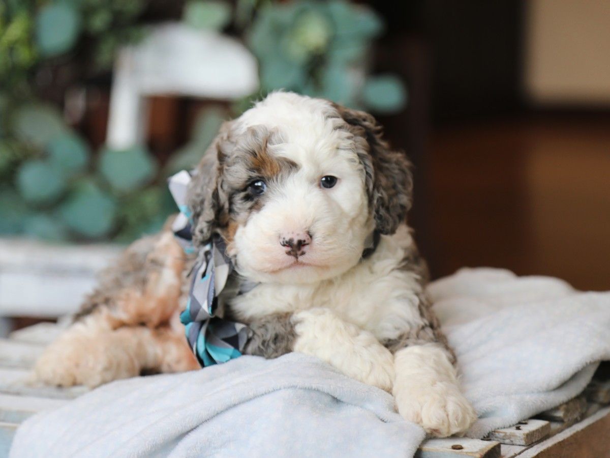Boba (3).JPG
