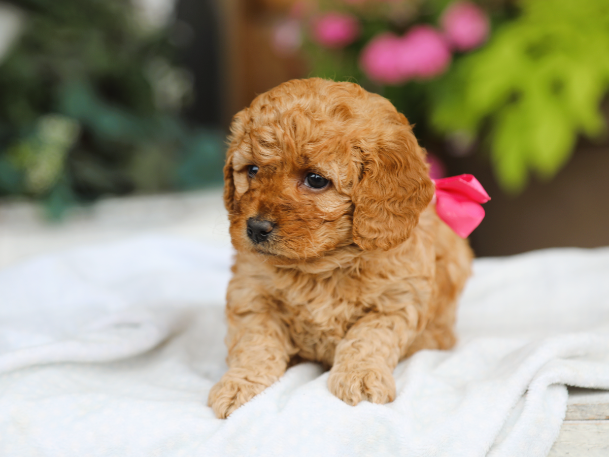 Posie (2).png