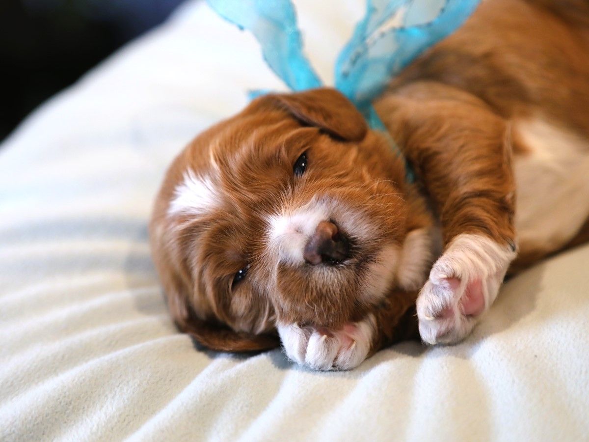 Echo • click to meet