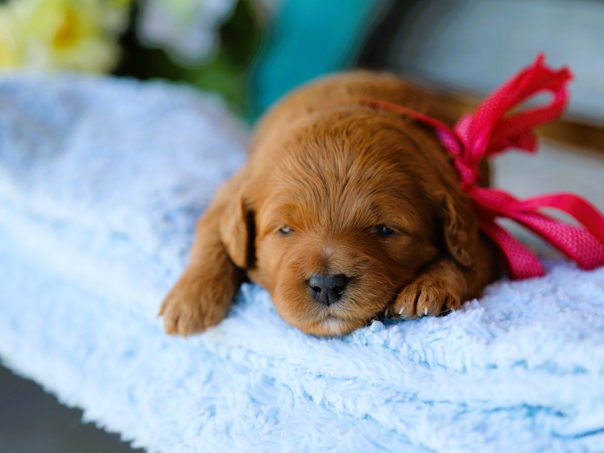 Lacey • click to meet