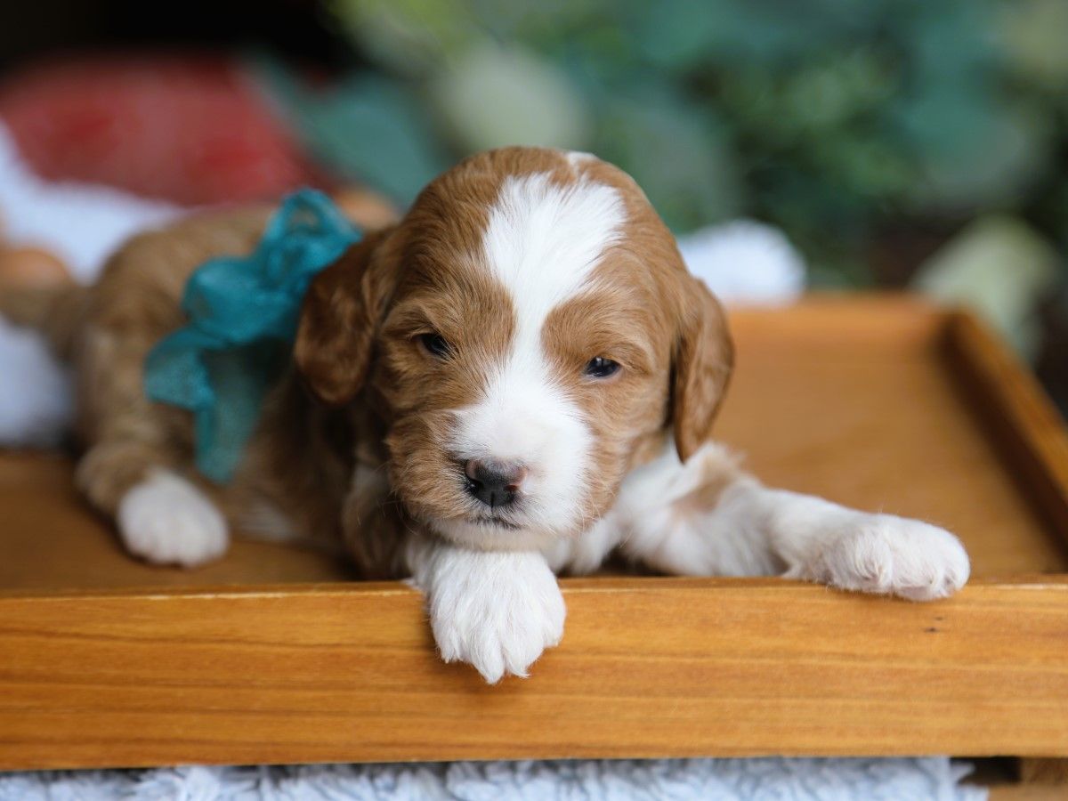 milo (4).JPG