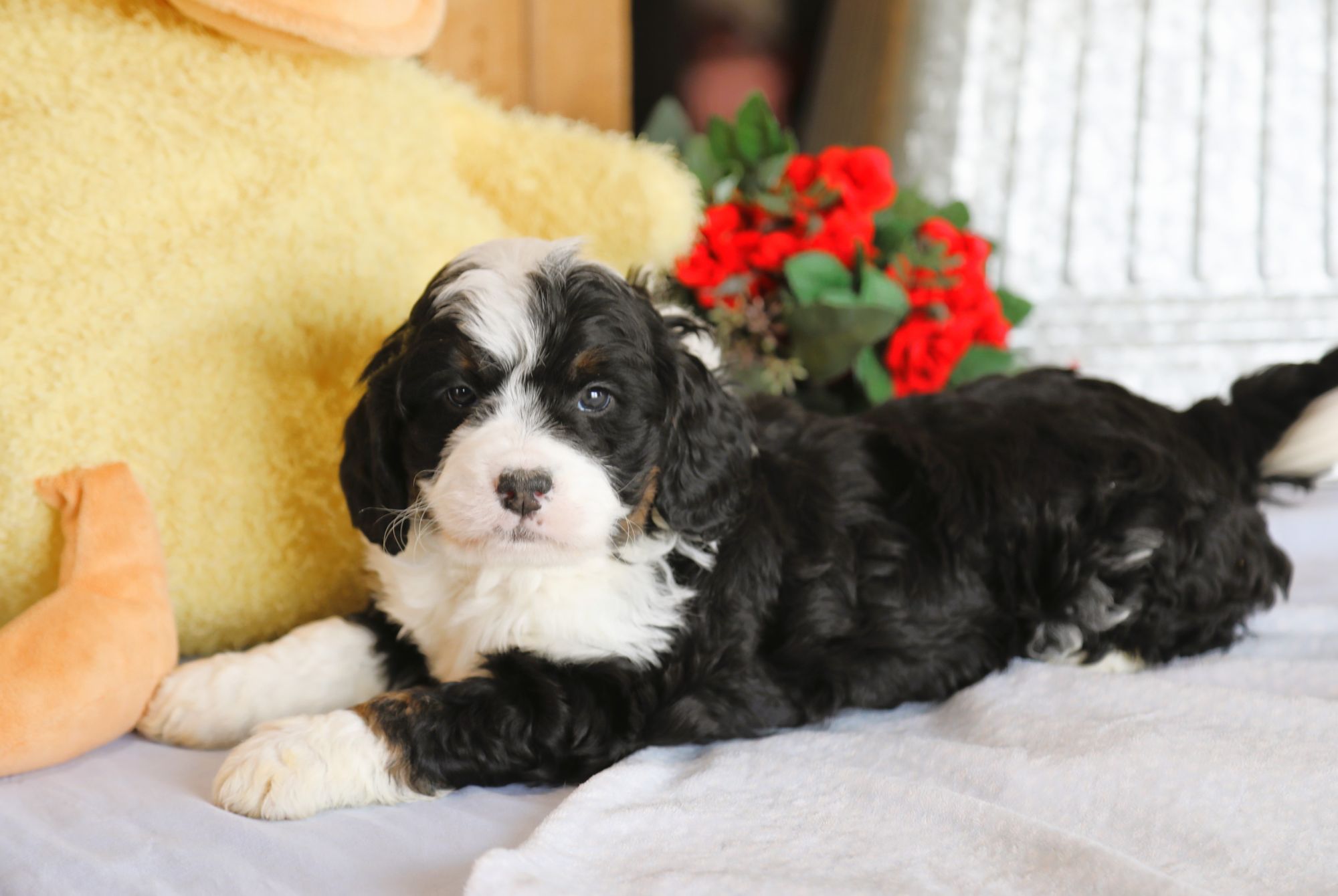 Chief • Click to Meet