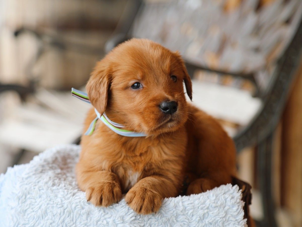 Archibold • Click to meet