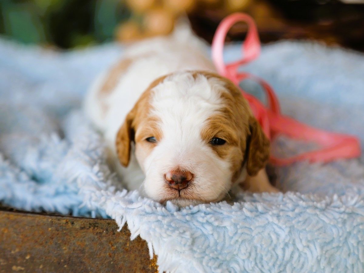 Dolly (4).JPG