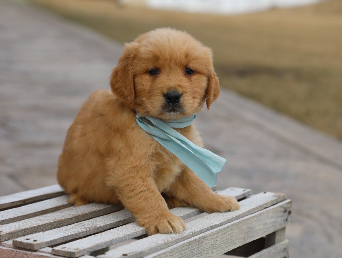 cooper (1).JPG