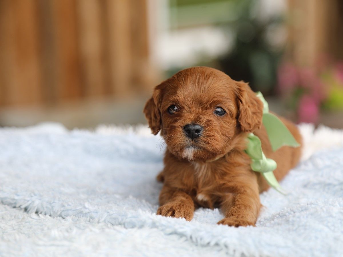 Charlie • click to meet