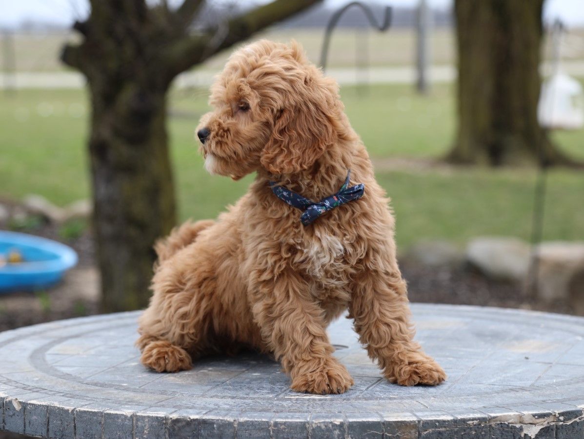 DUDLEY (2).JPG