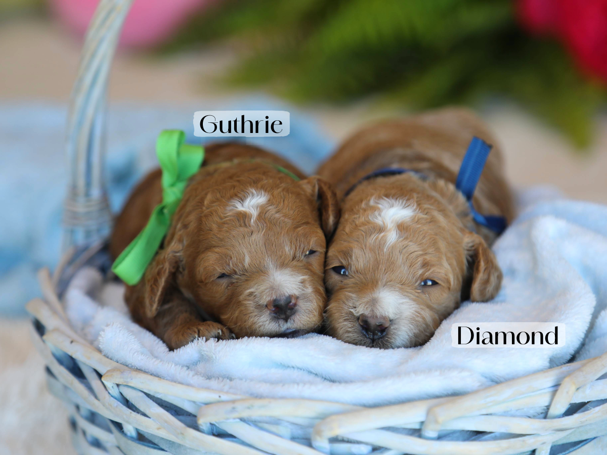 Kimberly's Babies