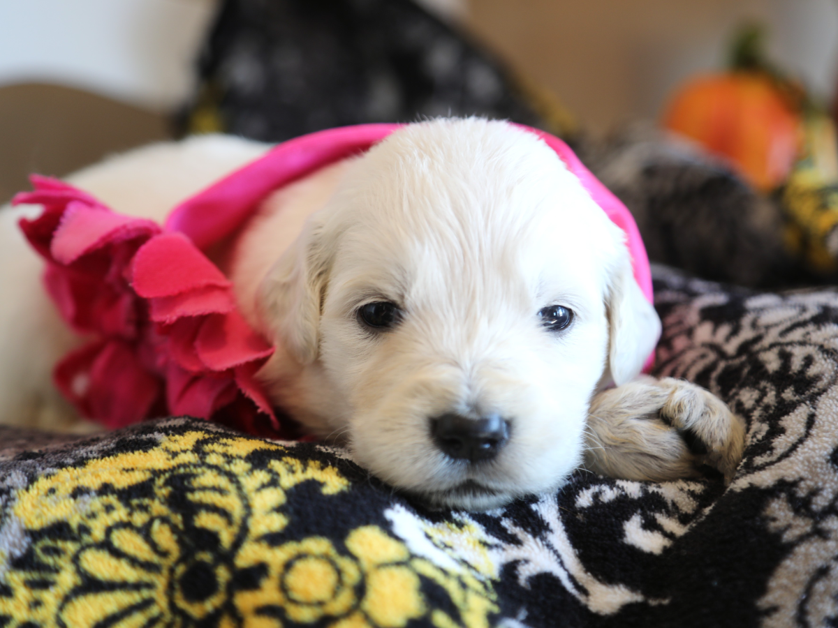 JoJo • click to meet