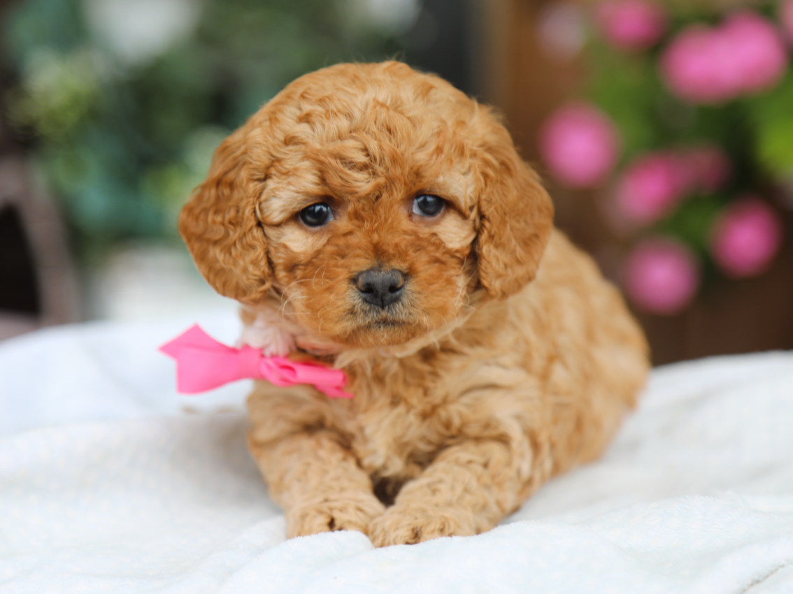 Posie (4).png