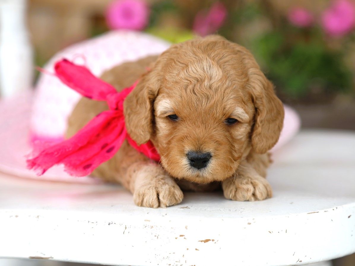 cupcake (3).JPG