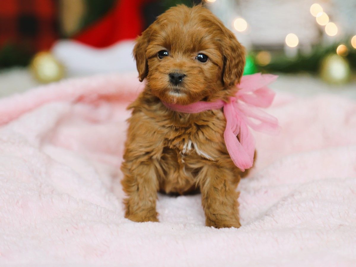  Moriah • click to meet