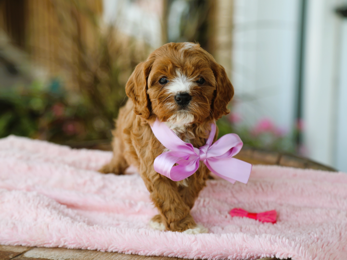  Maple • Click to meet