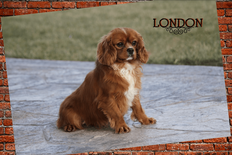 LONDON