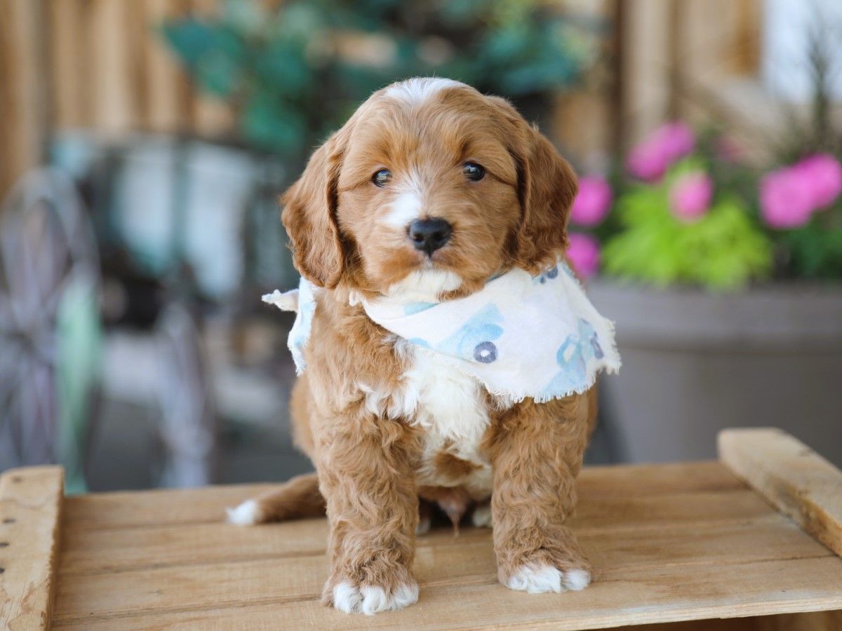 Truffle (4).JPG