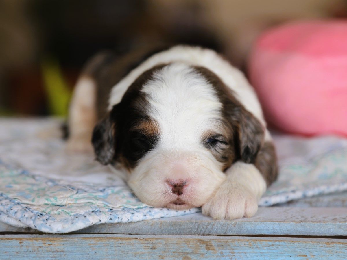 lucy (2).JPG