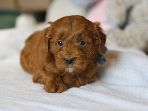 Prince • click to meet