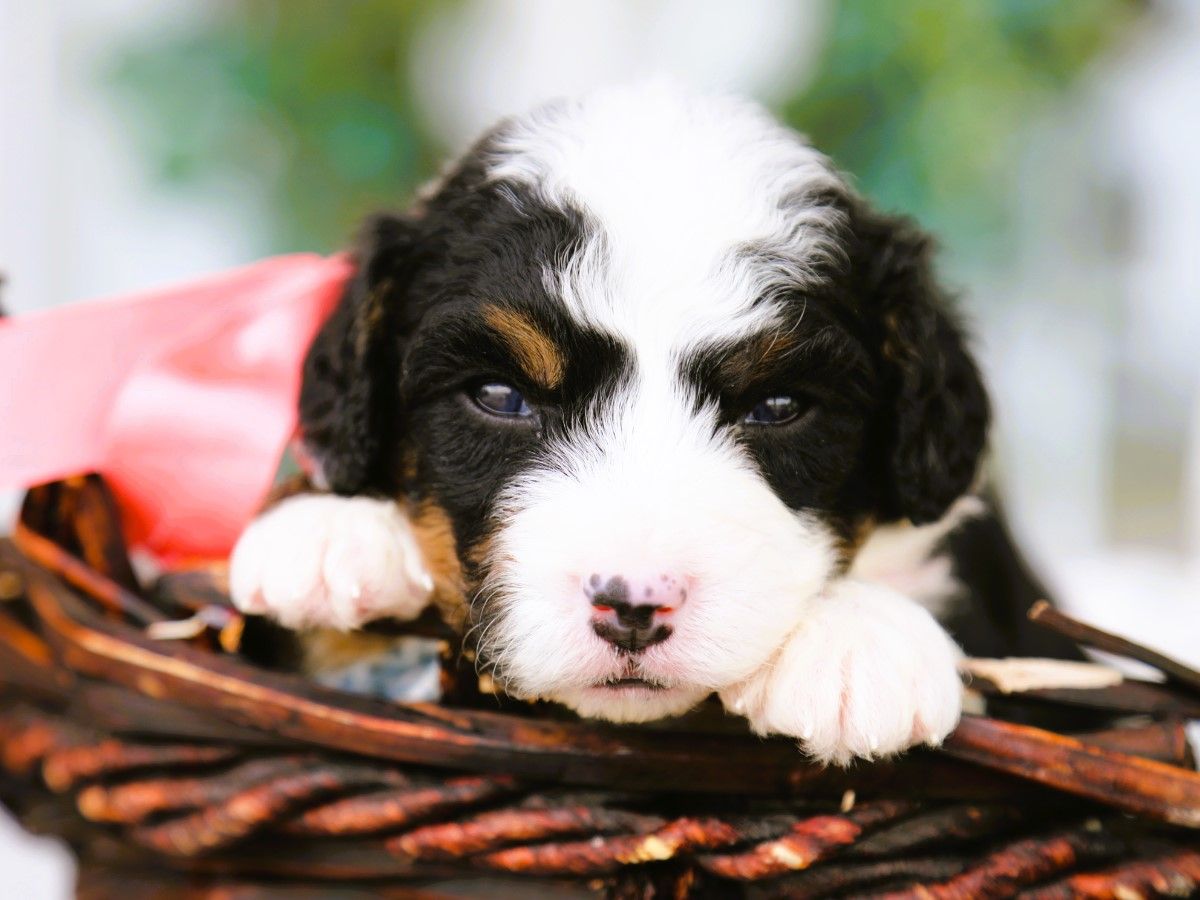 Cassie - click to meet