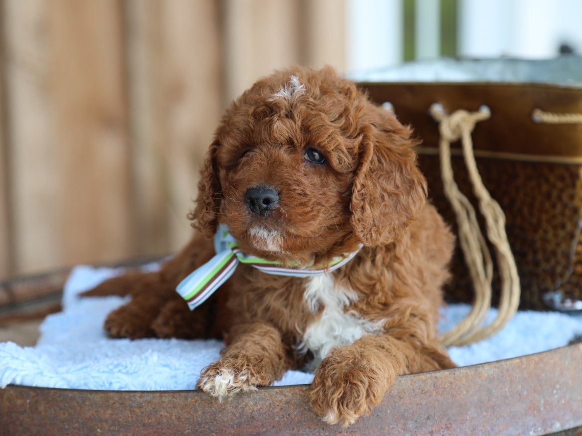ryder (10).JPG