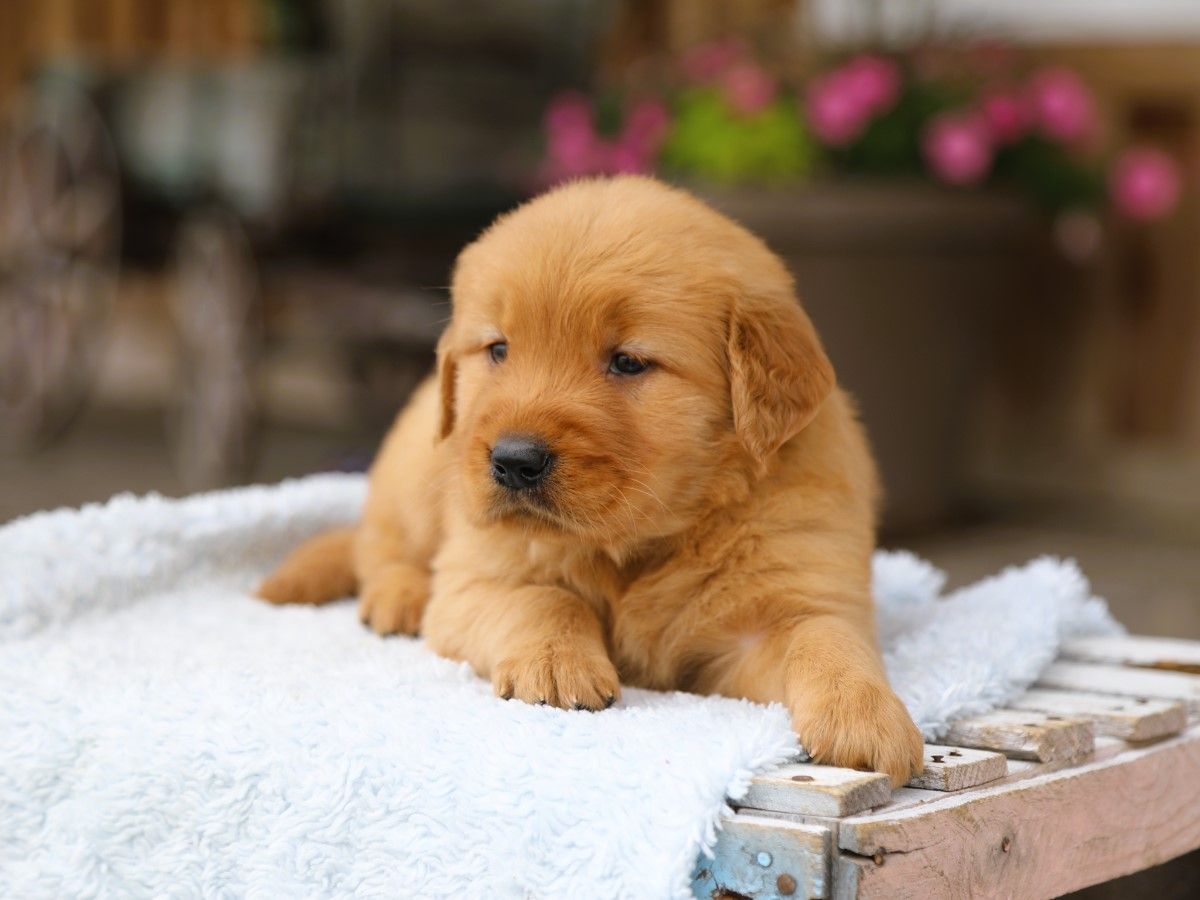 Franklin (3).JPG