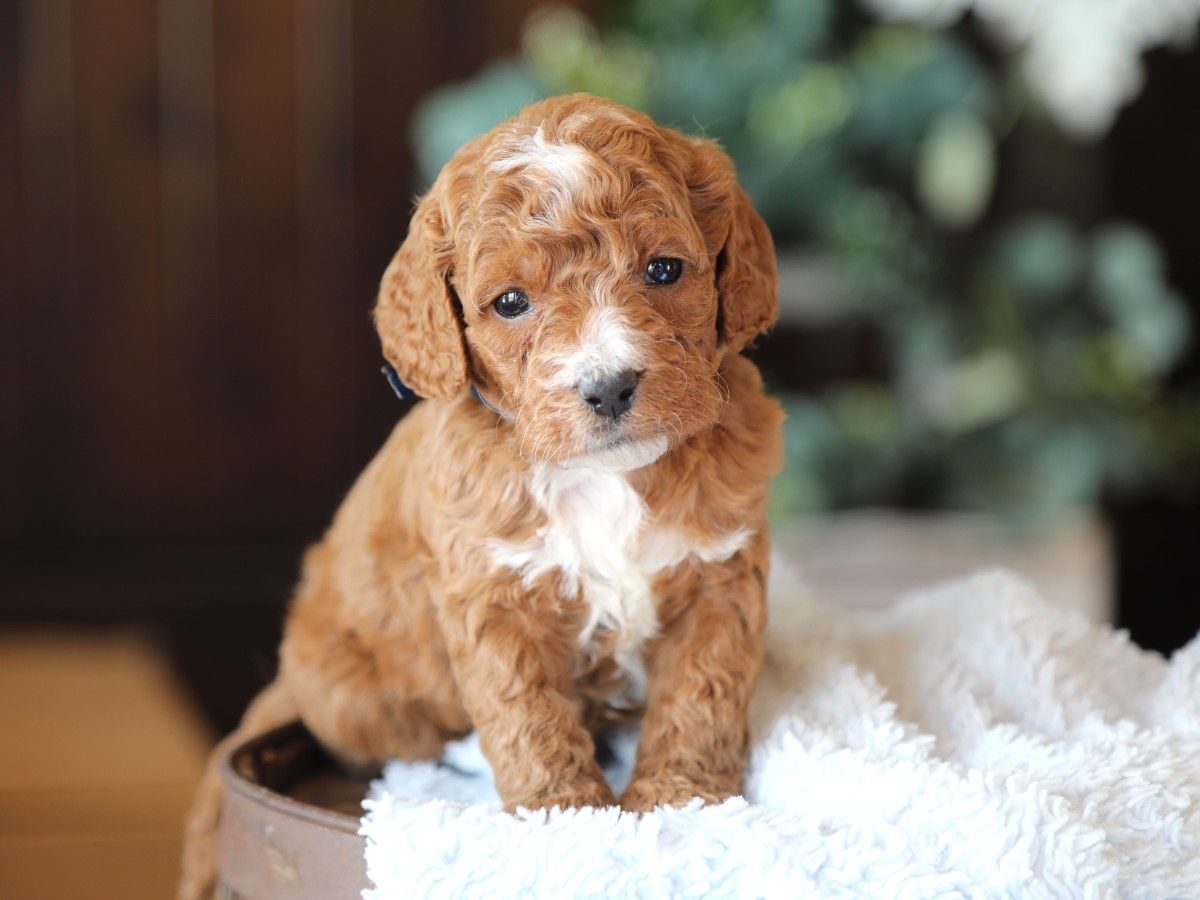 Moose  • click to meet